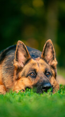 german shepherd dog