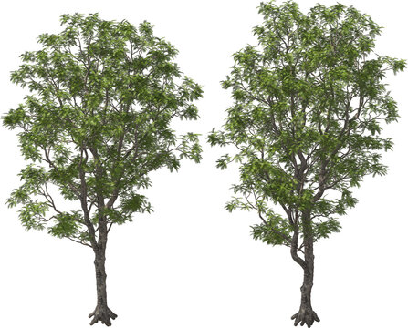 yopo, jopo, cohoba, parica or calcium trees detailed arch viz cut out plants