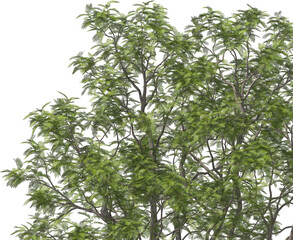tree top, yopo, jopo, cohoba, parica or calcium trees detailed arch viz cut out plant