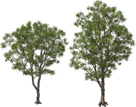 yopo, jopo, cohoba, parica or calcium trees detailed arch viz cut out plants
