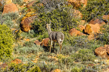 Alert male Grey Rhebok looking towards camera in rocky terrain in the Karoo National Park, Western Cape, South Africa