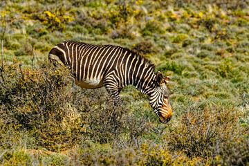 Cape Mountain Zebra grazing among bushes in Karoo in the Karoo National Park, Western Cape, South Africa