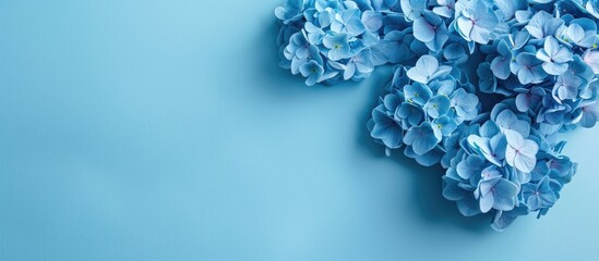 Obraz premium Blue hydrangea flowers on a blue backdrop with room for text.