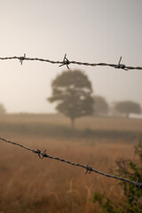 barbed wire against the foggy forest