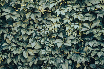 Green hedge of leaves of wild grapes. Dense hedgerow. Natural texture. Plant background. Beautiful nature wallpaper. Garden decoration