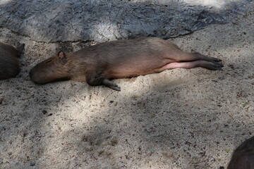 Fototapeta premium Capybaras in zoos look like pigs.