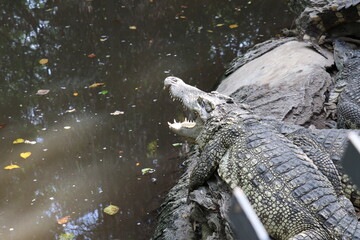 Crocodiles in zoos are amphibians.
