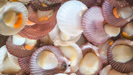 Single Shell Scallop For the background. Fresh food from the sea. Seafood in the restaurant