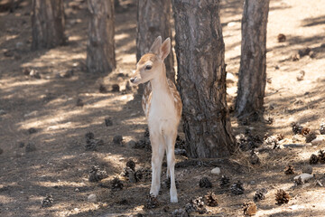 Gazelle puppy, gazelle, deer, animal, wildlife, mammal, nature, fawn, wild, doe, buck, brown, grass, antelope, antlers, forest, green, whitetail, young, spotted, outdoors, baby, fur, roe