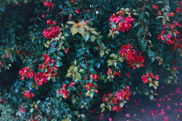 Beautiful bougainvillea flowers in the Myanmar garden are sometimes called 