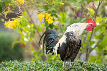 Fighting cock is crowing cock-a-doodle-doo.Selective focus.