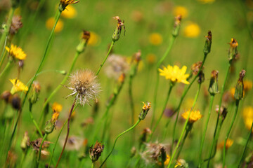 Habichtskraut blüte verblüht samen