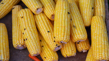 Close-up view of piles of fresh corn at the market with lots of flies crawling on their surface.