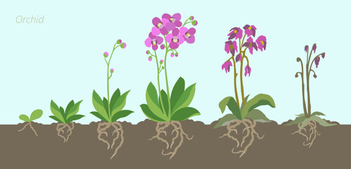 Orchid Growth Stages Vector Illustration. In the soil with roots. Caring for house plants. Flower lifecycle.