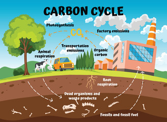 Carbon cycle, part of the biogeochemical cycle. Science education concept with nature farm landscape and soil layer. Soil carbon sequestration with greenhouse gases absorption outline diagram