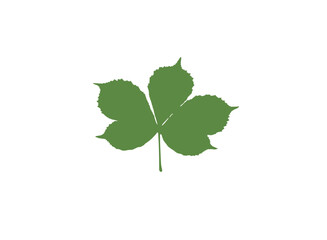 chestnut leaf on transparent background,