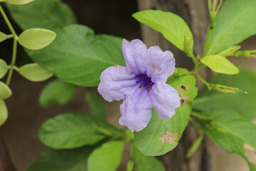 Purple flowers in the garden