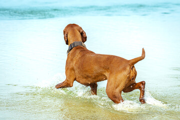 Ein Vizsla rennt in das Wasser und ist von hinten zu sehen.