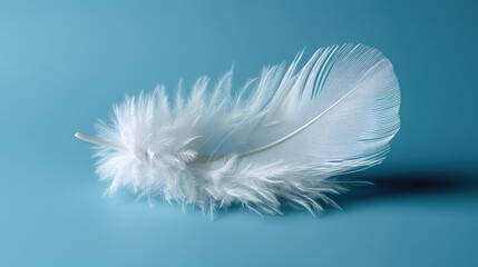 white feather on blue background HD 8K wallpaper Stock Photographic Image 