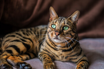 見るめるベンガル猫