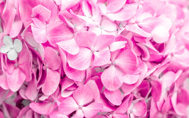 Obraz premium Pink flowers close up. Bouquet of purple flowers. City flower beds, a beautiful and well-groomed garden with flowering bushes.