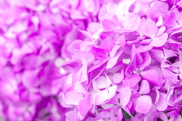 Fototapeta premium Lilac flowers close up. Bouquet of purple flowers. City flower beds, a beautiful and well-groomed garden with flowering bushes.