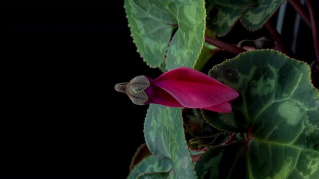 Time lapse of pink Cyclamen flower blooming, close up. Vertical video