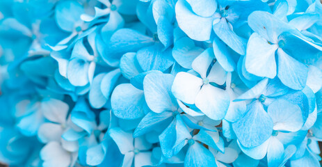 Obraz premium Turquoise flowers close up. Bouquet of purple flowers. City flower beds, a beautiful and well-groomed garden with flowering bushes.