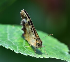Speckled Wood enjoying the sun whilst resting