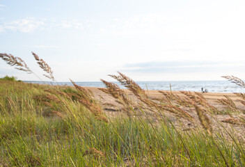 Beautiful summer scenery with a beach grass growing in the sand of Baltic Sea. A beach landscape in Latvia.