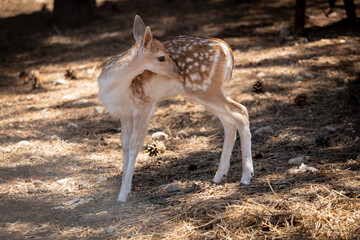 Gazelle puppy, gazelle, deer, animal, wildlife, mammal, nature, fawn, wild, doe, buck, brown, grass, antelope, antlers, forest, green, whitetail, young, spotted, outdoors, baby, fur, roe