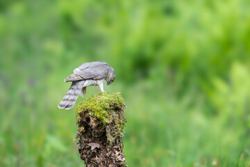 Eurasian Sparrowhawk,Accipiter nisus, perched on a moss covered tree stump