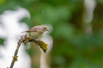 Common female Redstart, Phoenicurus phoenicurus, perched on a moss covered branch