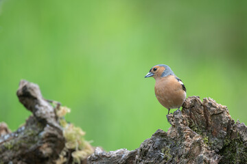 male Chaffinch, Fringilla coelebs, perched on a dead tree stump