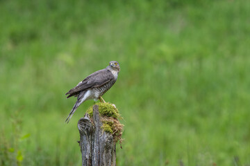 Eurasian Sparrowhawk,Accipiter nisus, perched on a moss covered post