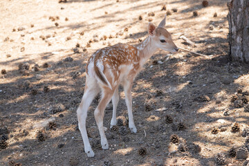 Gazelle puppy, gazelle, deer, animal, wildlife, mammal, nature, fawn, wild, doe, buck, brown, grass, antelope, antlers, forest, green, whitetail, young, spotted, outdoors, baby, fur, roe