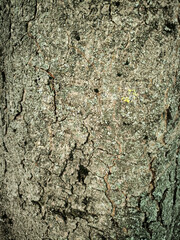 Natural bark of a tree like background texture for creativity