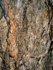 Tree bark texture, large rough tree bark background