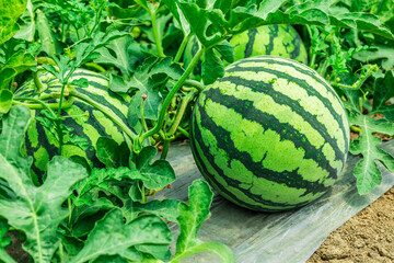 Fresh watermelon fruit in watermelon fields. Watermelon harvest season in summer.