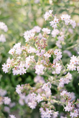 Lilac blooming Anchusa Flowers in field on sunny sunset day in dune landscape.