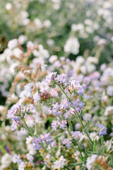 Lilac blooming Anchusa Flowers in field on sunny sunset day in dune landscape.