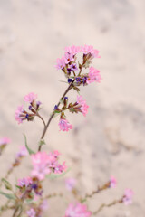 Pink blooming Anchusa Flowers in field on sunny sunset day in dune landscape.