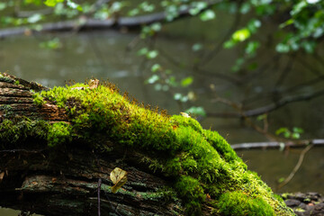 A small beaver made pond in the middle of the forest. Natural summer scenery of woodlands in Latvia.