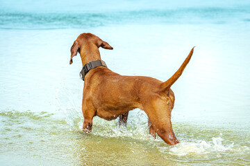 Ein Vizsla steht im Wasser eines Sees.