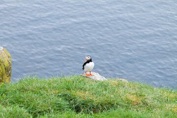Atlantic puffin from Borgarfjordur fjord, east Iceland