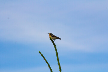 A small field bird on a spruce branch in a field in an ecologically clean area