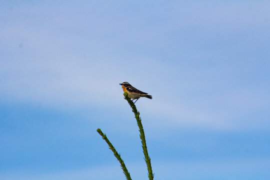 A small field bird on a spruce branch in a field in an ecologically clean area