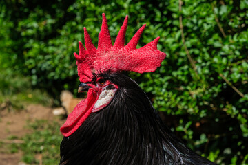 A close up view of a rooster standing near a bush, showing its vibrant feathers and red comb in...