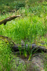 Small river flowing though the forest with fallen trees. Natural summer landscape of woodlands in Latvia, Northern Europe.