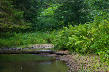 Small river flowing though the forest with fallen trees. Natural summer landscape of woodlands in Latvia, Northern Europe.